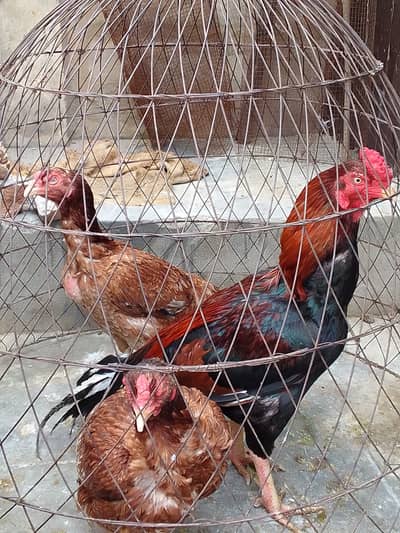 Pure Aseel aek murgha aur 3 murghiyan. .