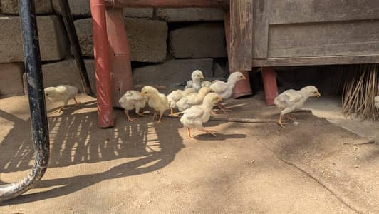 aseel Heera chicks