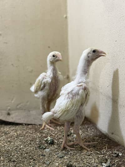 03294402272 Paper white shamo  pair full active