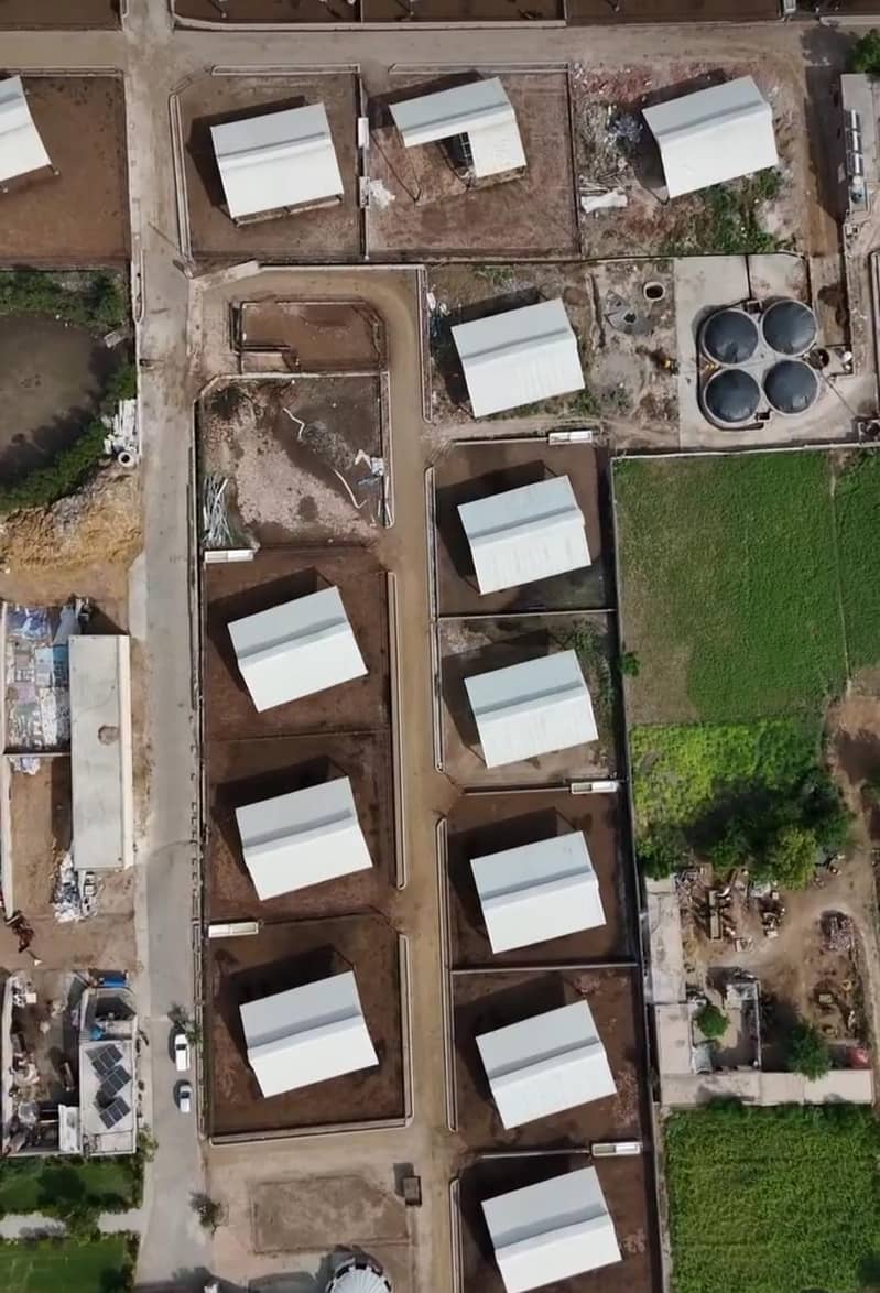 60 x 60 Farm Sheds for Rent in professional Cattle Fattening Farm ...