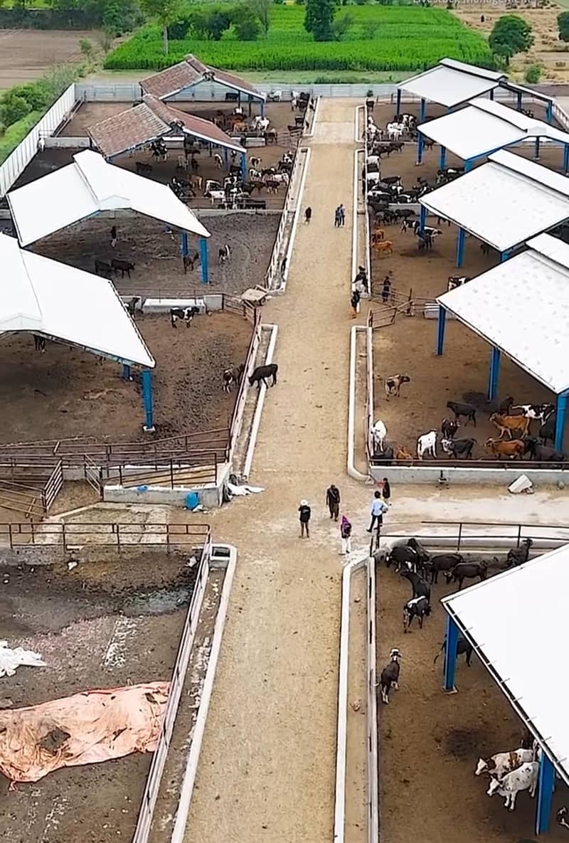60 x 60 Farm Sheds for Rent in professional Cattle Fattening Farm ...