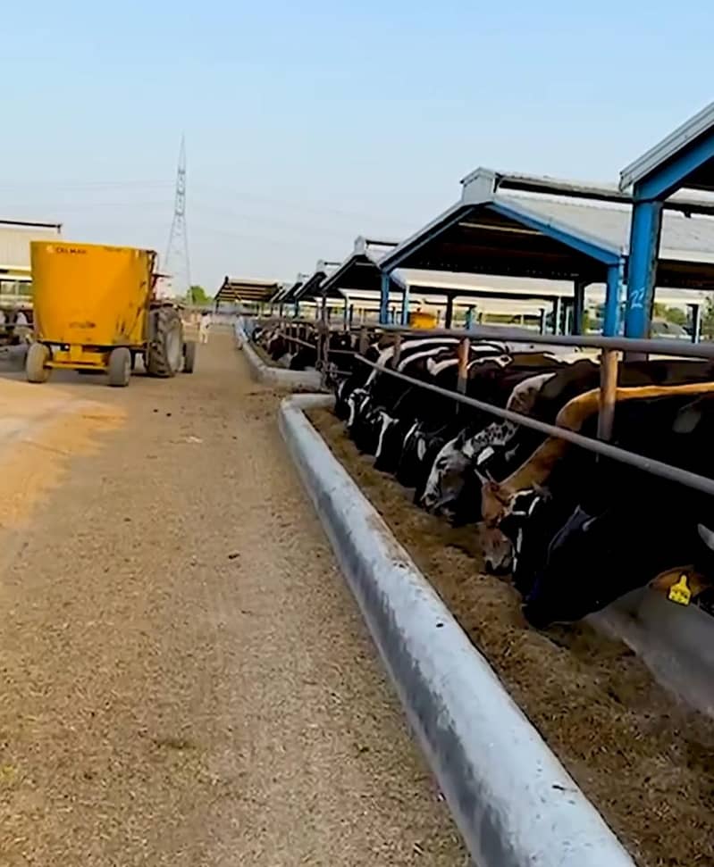 60 x 60 Farm Sheds for Rent in professional Cattle Fattening Farm ...