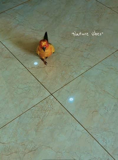 sun conure  hand tamed  active cute high  red yellow factor MashaAllah