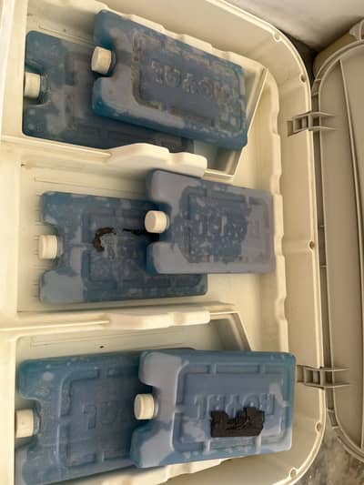 Royal air color urgent for sale