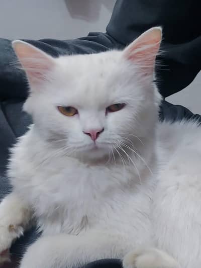 White Persian Female Cat Healthy and playful