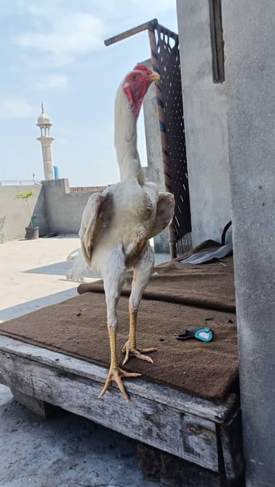 fully healthy and active