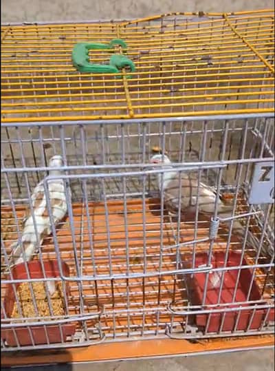Pied Dove Breeder Pairs and ready to breed piece