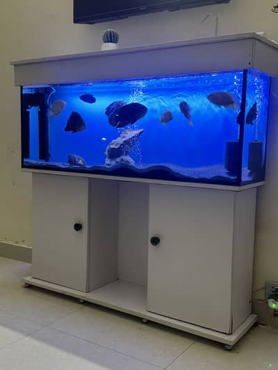 Aquarium with sum system and big fishes Oscar, swerum