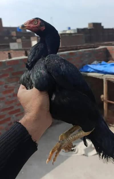 Aseel MURGI For Sale