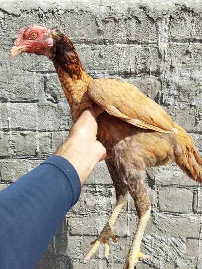 Aseel MURGI For Sale