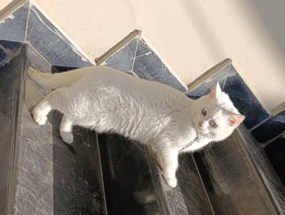 Male Cat for Urgent sale Odd eyes (Vaccinated)