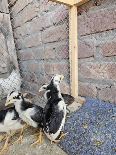 Aseel Chicks