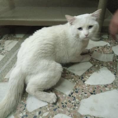 color white and full heat