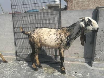 bakra