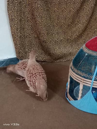 Irani Tetar, Kala Tetar