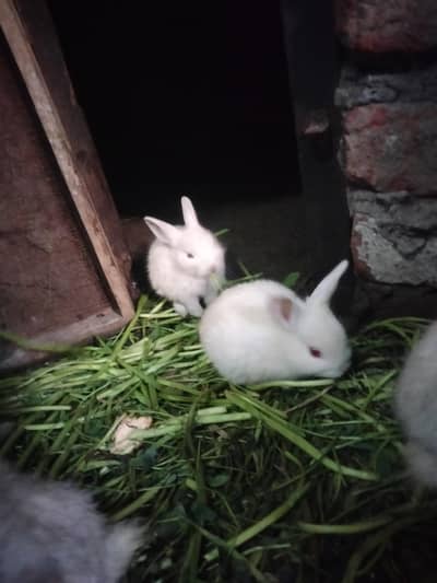 newziland white brede