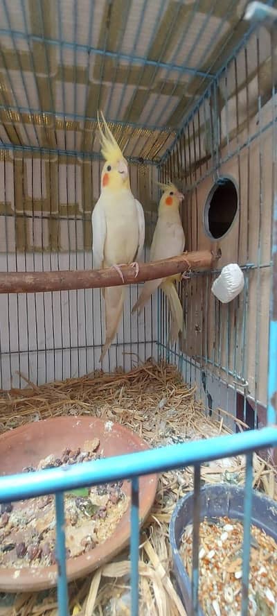 Common white 1000% breeder pair