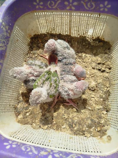 Pineapple Conure Chiks