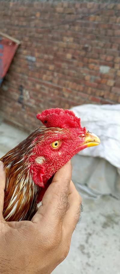 aseel murga for sale