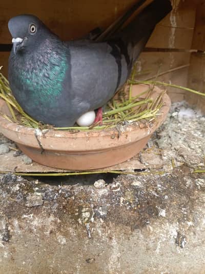 Kabootor Shahjahanpuri Kabootor