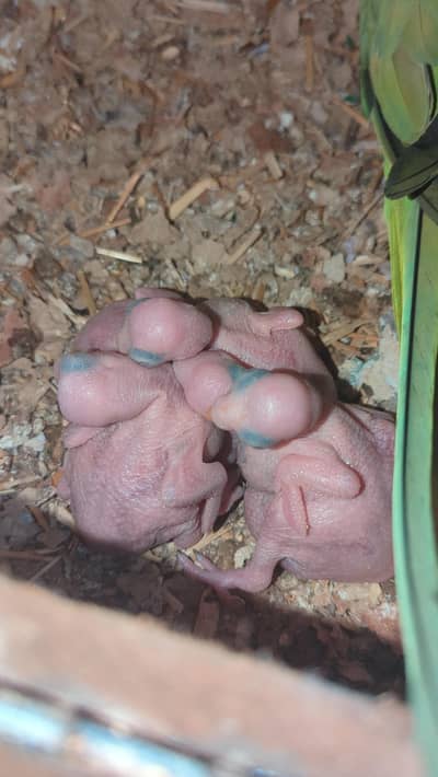 parrot chicks available for sale