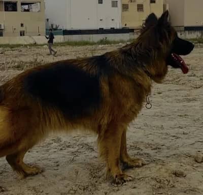 Long Coat Breeder female on heat