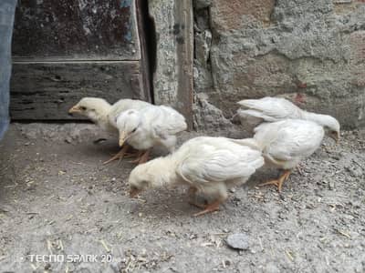 aseel heera chicks