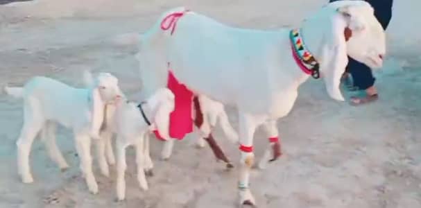 3 Bacchon Ka Sath Desi Bakri For Sale/ 03102718481