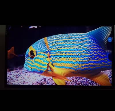 Haier Led 32 inch