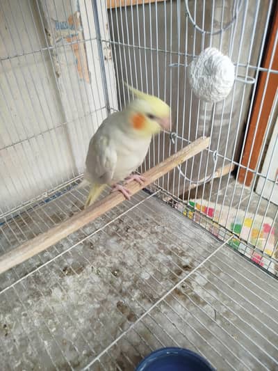 kashmiri Raw and cockatiel