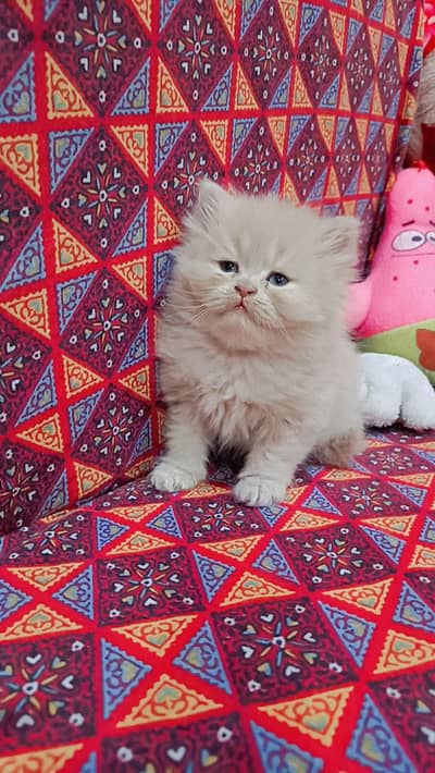 Brown persian kitten for sale (female)
