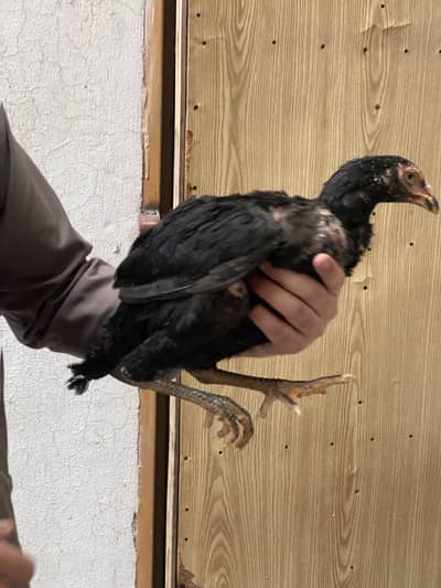 High quality thai aseel