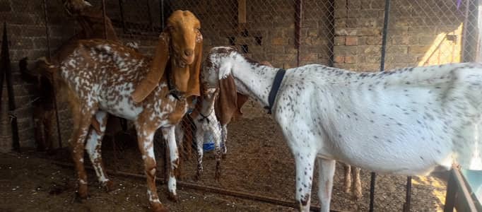 2 Females goats available for sale 03455085421