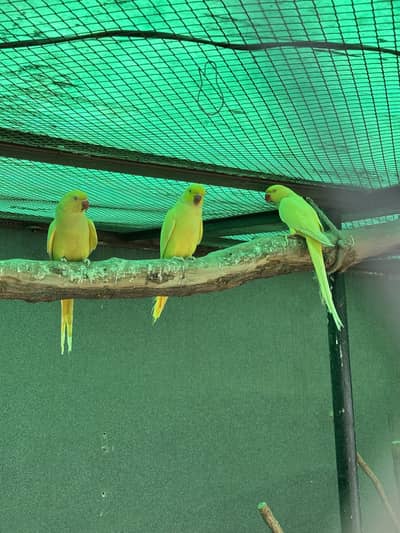 Yellow Ringneck - Excellent Quality - Healthy & Active