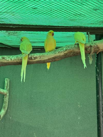 Yellow Ringneck - Excellent Quality - Healthy & Active
