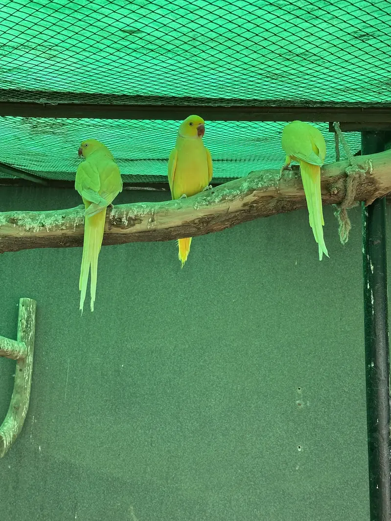 Yellow Ringneck - Excellent Quality - Healthy & Active — photo 2
