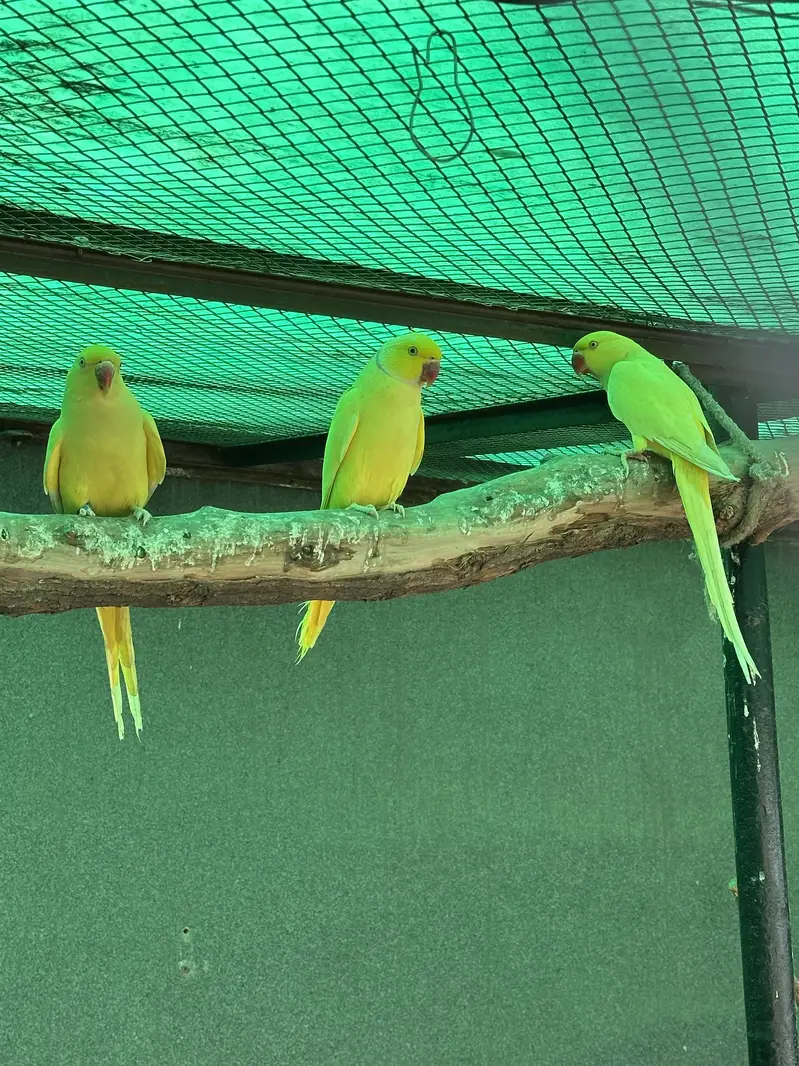 Yellow Ringneck - Excellent Quality - Healthy & Active — photo 6