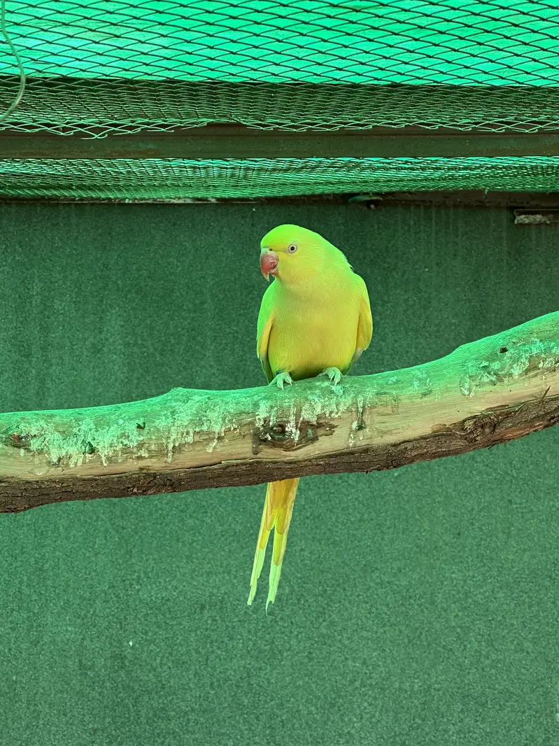 Yellow Ringneck - Excellent Quality - Healthy & Active — photo 8