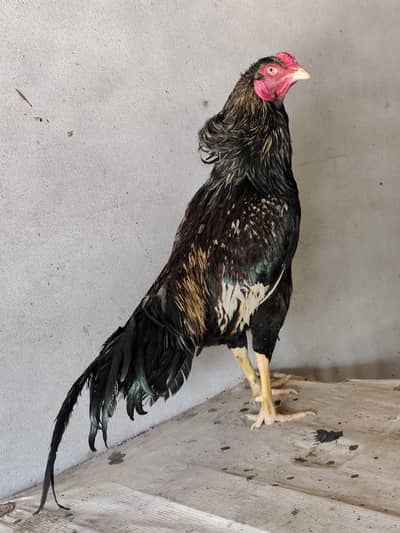 High Quality Pure Mianwali Aseel Rooster (Male) for Sale