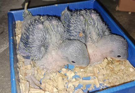 کشمیری را  فل ہیلتھی بچے