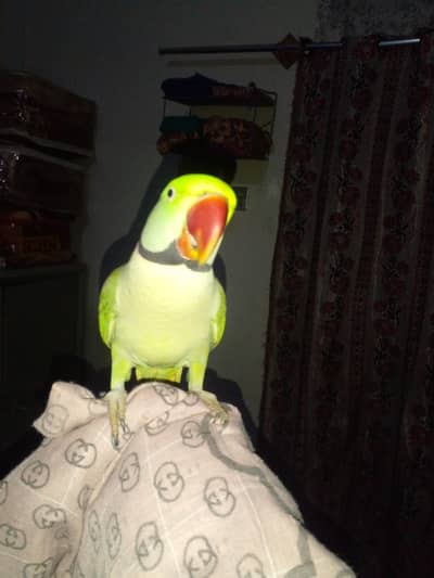 raw jambo kashmiri taking parrot