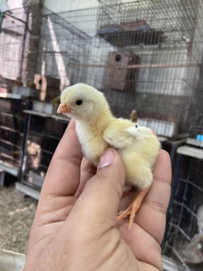 Aseel chiks available