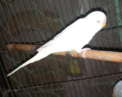 red eye budgies breeder pairs for sale with eggs.