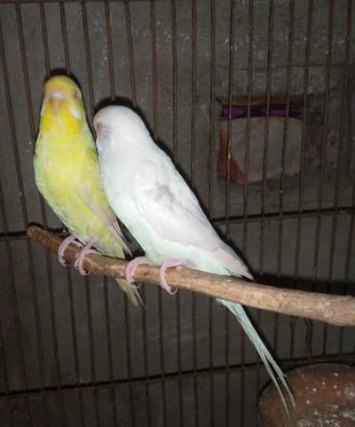 red eye budgies breeder pairs for sale with eggs.