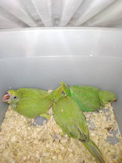 kashmiri chicks available for rehoming