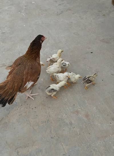 Heera Aseel chicks Aseel mianwali chicks Aseel chicks