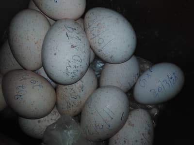 Fertile Turkey Eggs