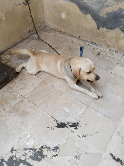 British  Labrador / Labra / Labra Dog / Labrador dog available