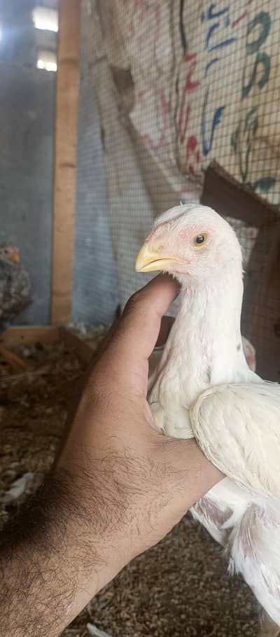 parrot beak bird chiks