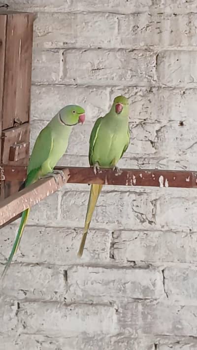 Breader Pair for Sale